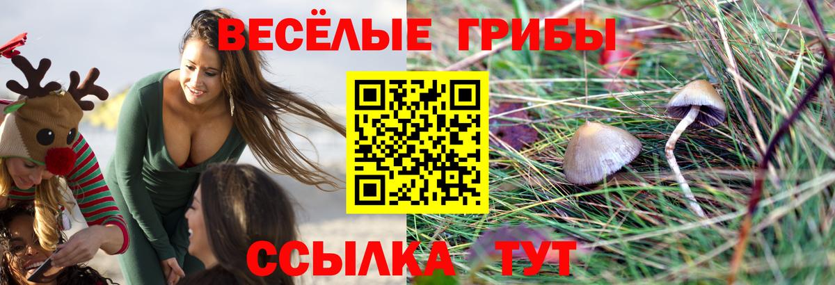Галлюциногенные грибы Psilocybine cubensis Заинск